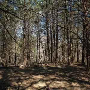 Photo #4 of MIDDLE RIVER RD, STANARDSVILLE, VA 13.0 acres