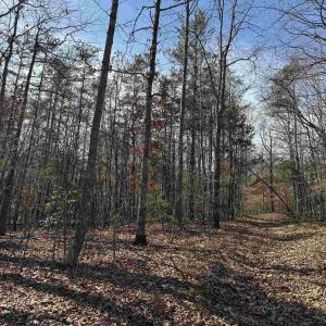 Photo #2 of 2301 THREE NOTCH RD, KENTS STORE, VA 24.3 acres