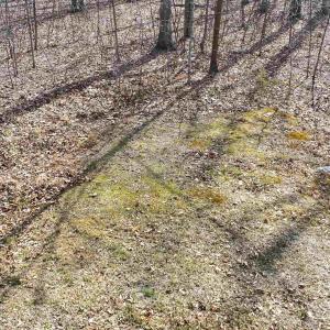 Photo #12 of 112 FISHER DR, MINERAL, VA 2.0 acres