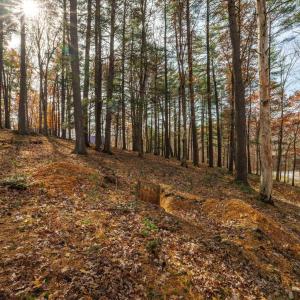 Photo #13 of TBD PLUM TREE DRAFT RD, CHURCHVILLE, VA 3.4 acres