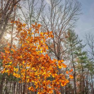 Photo #11 of TBD PLUM TREE DRAFT RD, CHURCHVILLE, VA 3.4 acres