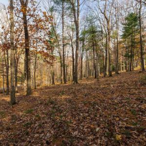 Photo #12 of TBD PLUM TREE DRAFT RD, CHURCHVILLE, VA 3.4 acres