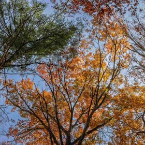 Photo #14 of TBD PLUM TREE DRAFT RD, CHURCHVILLE, VA 3.4 acres