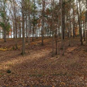 Photo #3 of TBD PLUM TREE DRAFT RD, CHURCHVILLE, VA 3.4 acres