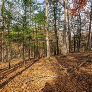 Photo #2 of TBD PLUM TREE DRAFT RD, CHURCHVILLE, VA 3.4 acres