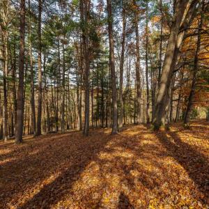 Photo #4 of TBD PLUM TREE DRAFT RD, CHURCHVILLE, VA 3.4 acres