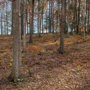 Photo #8 of TBD PLUM TREE DRAFT RD, CHURCHVILLE, VA 3.4 acres