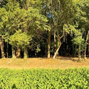 Photo #10 of TBD PECAN LN, CARDINAL, VA 10.2 acres