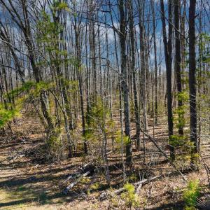 Photo #9 of 19075 CHILESBURG RD, BEAVERDAM, VA 21.6 acres