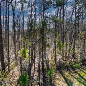 Photo #8 of 19075 CHILESBURG RD, BEAVERDAM, VA 21.6 acres