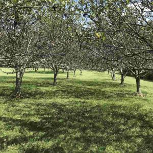 Photo #3 of 3 PHILLIPS LN, NELLYSFORD, VA 4.1 acres