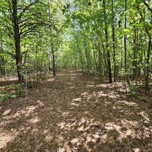 Photo #41 of 100 Ac JAMES ANDERSON HWY, GLADSTONE, VA 100.0 acres