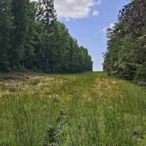 Photo #7 of 100 Ac JAMES ANDERSON HWY, GLADSTONE, VA 100.0 acres