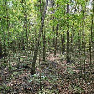 Photo #23 of 100 Ac JAMES ANDERSON HWY, GLADSTONE, VA 100.0 acres