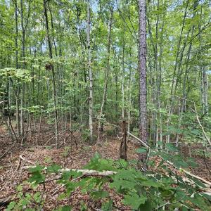 Photo #5 of 100 Ac JAMES ANDERSON HWY, GLADSTONE, VA 100.0 acres