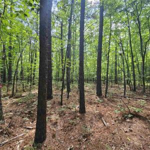 Photo #13 of 100 Ac JAMES ANDERSON HWY, GLADSTONE, VA 100.0 acres