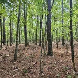 Photo #12 of 100 Ac JAMES ANDERSON HWY, GLADSTONE, VA 100.0 acres