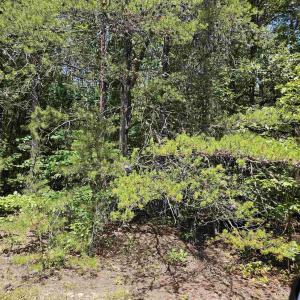 Photo #4 of 100 Ac JAMES ANDERSON HWY, GLADSTONE, VA 100.0 acres