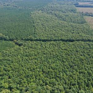 Photo #73 of 100 Ac JAMES ANDERSON HWY, GLADSTONE, VA 100.0 acres