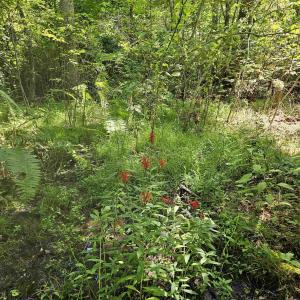 Photo #36 of 100 Ac JAMES ANDERSON HWY, GLADSTONE, VA 100.0 acres