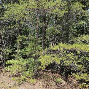 Photo #7 of 100 Ac JAMES ANDERSON HWY, GLADSTONE, VA 100.0 acres