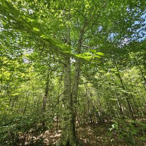 Photo #3 of 100 Ac JAMES ANDERSON HWY, GLADSTONE, VA 100.0 acres