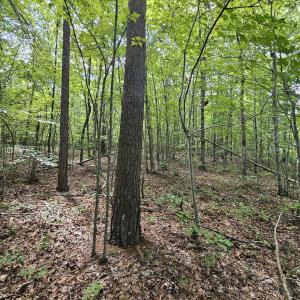 Photo #13 of 100 Ac JAMES ANDERSON HWY, GLADSTONE, VA 100.0 acres