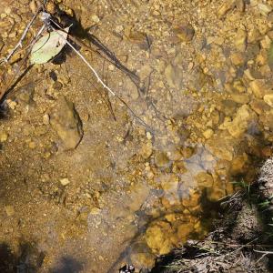 Photo #2 of 100 Ac JAMES ANDERSON HWY, GLADSTONE, VA 100.0 acres