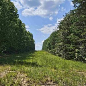 Photo #44 of 100 Ac JAMES ANDERSON HWY, GLADSTONE, VA 100.0 acres