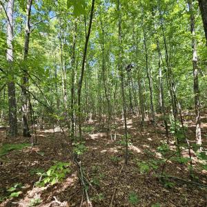 Photo #40 of 100 Ac JAMES ANDERSON HWY, GLADSTONE, VA 100.0 acres