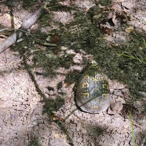 Photo #38 of 100 Ac JAMES ANDERSON HWY, GLADSTONE, VA 100.0 acres