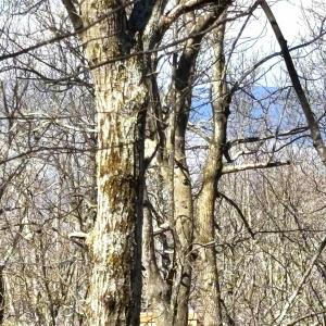 Photo #7 of 433 LAUREL SPRINGS DR, WINTERGREEN RESORT, VA 0.5 acres