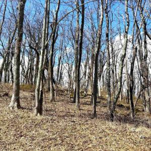 Photo #6 of 433 LAUREL SPRINGS DR, WINTERGREEN RESORT, VA 0.5 acres