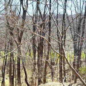 Photo #8 of 433 LAUREL SPRINGS DR, WINTERGREEN RESORT, VA 0.5 acres