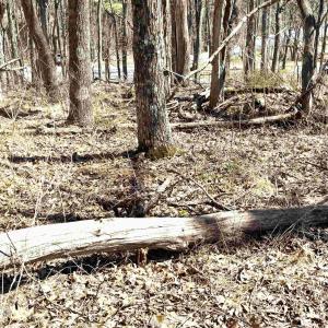 Photo #4 of 433 LAUREL SPRINGS DR, WINTERGREEN RESORT, VA 0.5 acres