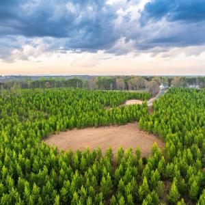 Photo #15 of TBD EVERGREEN CHURCH RD, PALMYRA, VA 42.6 acres