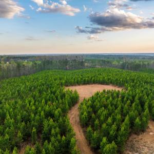 Photo #18 of TBD EVERGREEN CHURCH RD, PALMYRA, VA 42.6 acres