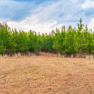 Photo #17 of TBD EVERGREEN CHURCH RD, PALMYRA, VA 42.6 acres