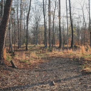 Photo #67 of 42 SHADWELL RD, KESWICK, VA 42.1 acres