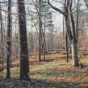 Photo #46 of 42 SHADWELL RD, KESWICK, VA 42.1 acres