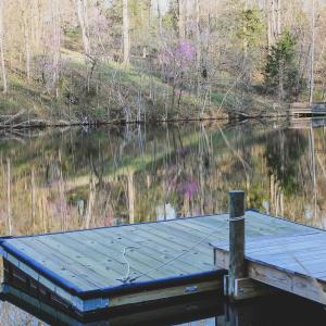 Photo #61 of 42 SHADWELL RD, KESWICK, VA 42.1 acres