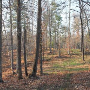 Photo #42 of 42 SHADWELL RD, KESWICK, VA 42.1 acres