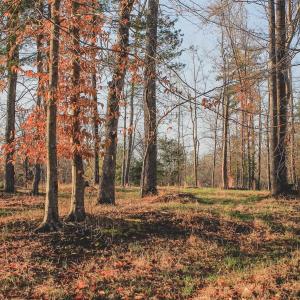 Photo #53 of 42 SHADWELL RD, KESWICK, VA 42.1 acres