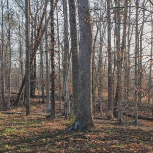Photo #52 of 42 SHADWELL RD, KESWICK, VA 42.1 acres