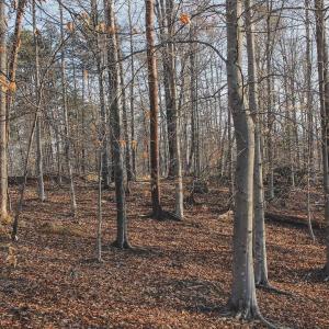 Photo #58 of 42 SHADWELL RD, KESWICK, VA 42.1 acres