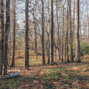 Photo #44 of 42 SHADWELL RD, KESWICK, VA 42.1 acres