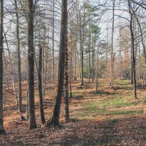 Photo #45 of 42 SHADWELL RD, KESWICK, VA 42.1 acres