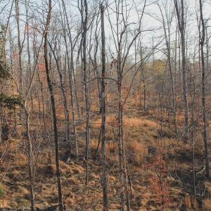 Photo #56 of 42 SHADWELL RD, KESWICK, VA 42.1 acres