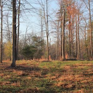 Photo #43 of 42 SHADWELL RD, KESWICK, VA 42.1 acres