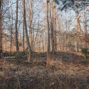 Photo #48 of 42 SHADWELL RD, KESWICK, VA 42.1 acres